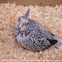 Weißkopf Geperlt - Küken