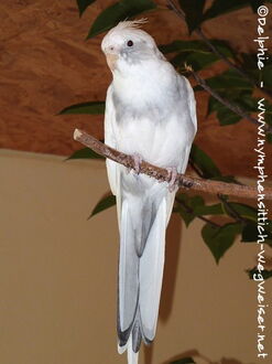 Weißkopfschecke - wildfarben - Gesamtansicht
