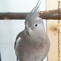 Kopf einer Weißkopf Kopffleckscheckenhenne