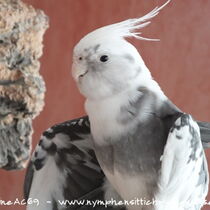 Weißkopf - Schecke - Flügel von unten