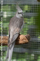 Weißkopf zimtfarben Männchen