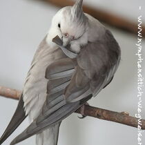 Weißkopf - Zimt - Kopffleckschecke - Hahn - Flügeloberseite