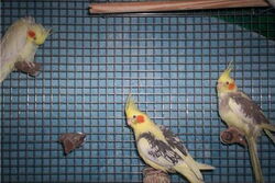 Elisabeth, Frau James und Tiffi
