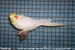 Gonzo auf der Mangrovenstufe