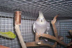 Gretel auf dem Java-Ast