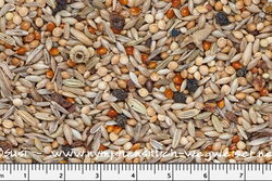 Wellensittich Indiviadual von JR Farm