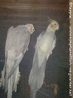 Lisa drinnen und Fino draußen