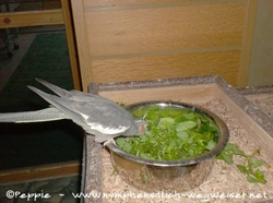 Lisa futtert Vogelmiere