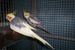 Mambo (hinten) nach seiner OP am 10.11.2014 mit Otto