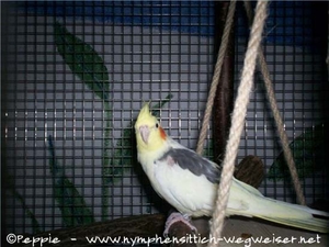 Nico auf der Schaukel