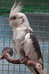 Pacy im September 2019