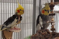 Piku mit Cuddles im März 2020