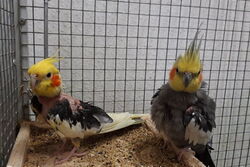 Piku und Cuddles im Februar 2021