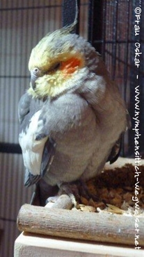 Oskar an seinen letzten Tagen