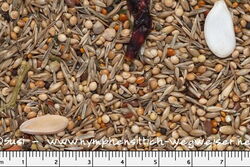 Sittichfutter Spezial von Birdsandmore