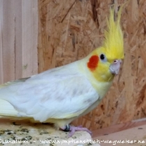 Kopf eines Falbenhahns