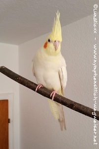 Gesamtansicht eines Falben