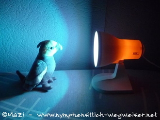 Farblichttherapie eines Nymphensittichs