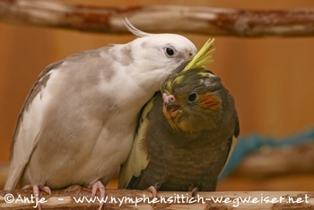 Kraulen mit den Eltern