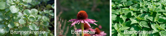 Heilpflanzen: Brunnenkresse, Echinacea und Brennnessel