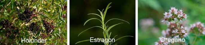 Heilpflanzen: Holunder, Estragon und Oregano