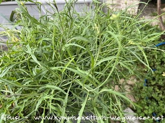 Rucola - Rauke im Hochbeet