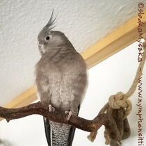 Gesamtansicht Weißkopf wildfarbene Kopffleckschecken Henne