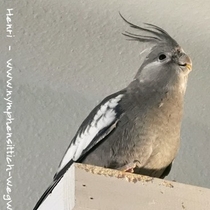 Weißkopf Koffleckscheckenmännchen - der Kopf wird Weiß