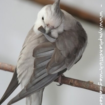 Weißkopf - Zimt - Kopffleckschecke - Hahn - Flügeloberseite