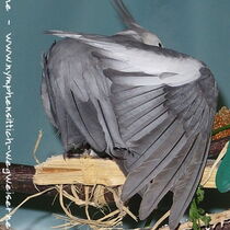 Weißkopfzimt Kopffleckschecken Hahn - Flügeloberseite