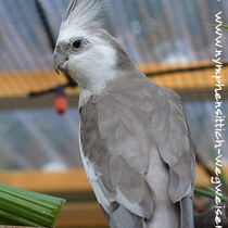 Weißkopf zimt Männchen - Rücken