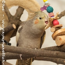wildfarbene Henne - Gesamtansicht von vorne