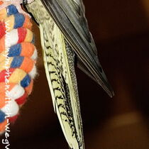 wildfarbene Henne - Schwanzunterseite seitlich