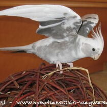 Weißkopf wildfarben - Flügel von unten