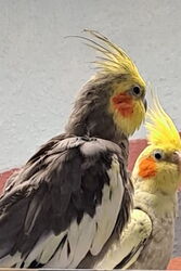 Cuddles mit Heidi Februar 2025