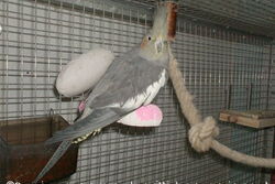 Gretel in Sunday City