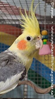 Hallo, ich bin Charles