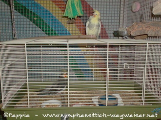 Jacko im neuen Domizil