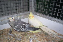 Lilli und Pinky in der Ecke der Villa Sunrise