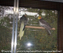 Lissy und Manni am Fenster