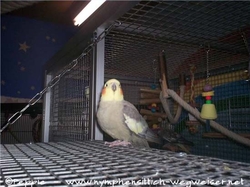 Manni auf der Anflugklappe