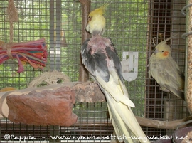 Piku mit Rainbow direkt ...