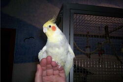 Sudakan auf der Hand