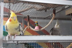 Thira (rechts)  mit Peaches im März 2021