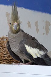 Zadie im Herbst 2019