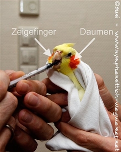 Nymphensittich bei der Medikamentengabe