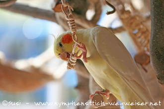 Coco spielt mit einer Maiskordel