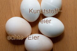 Ungewollte Eier in der Nymphensittichhaltung