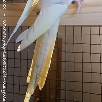 Schwanz von oben - Falbenhahn