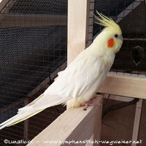 Falbe - Weibchen - Gesamtansicht